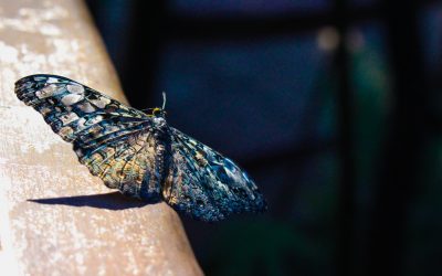 Pillangóhatás – avagy kapcsolódás a playback-színházban